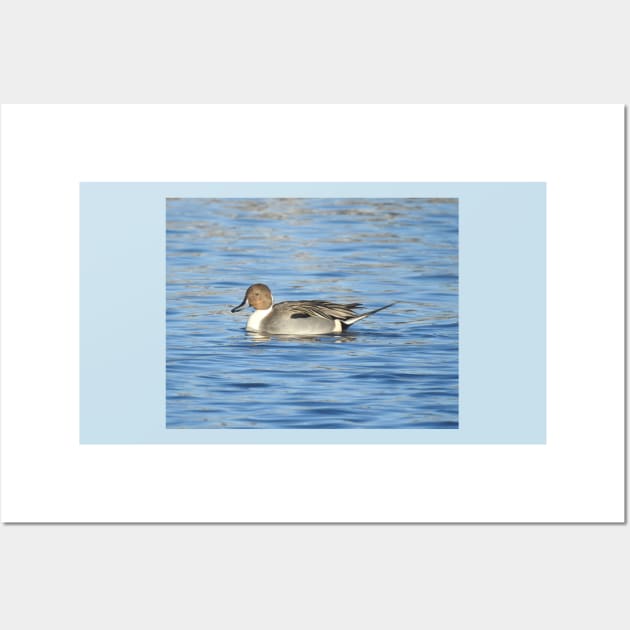 Northern pintail duck, wild birds, wildlife gifts Wall Art by sandyo2ly